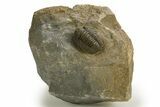 Detailed Proetid (Gerastos) Trilobite Fossil - Morocco #325834-3